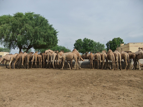 Bikaner Kamelen Farm