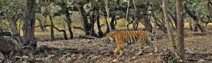 Ranthambore National Park
