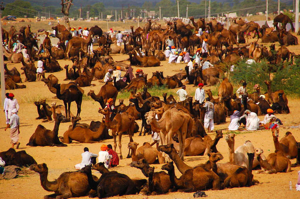 Pushkar Camel Fair 