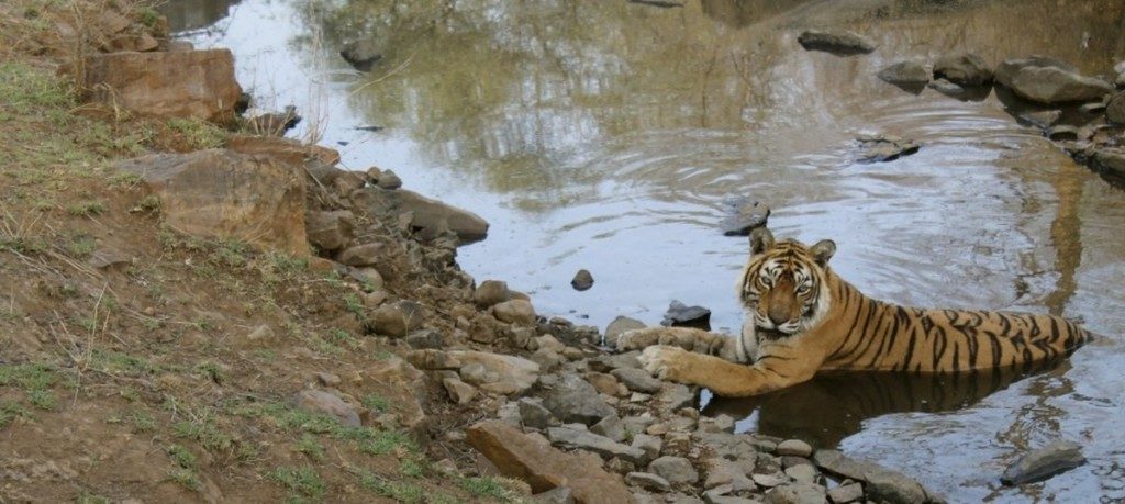 Tiger Safari Ranthambore