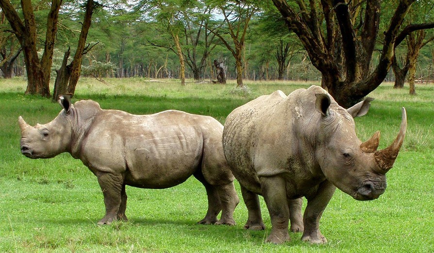 Kaziranga National Park 