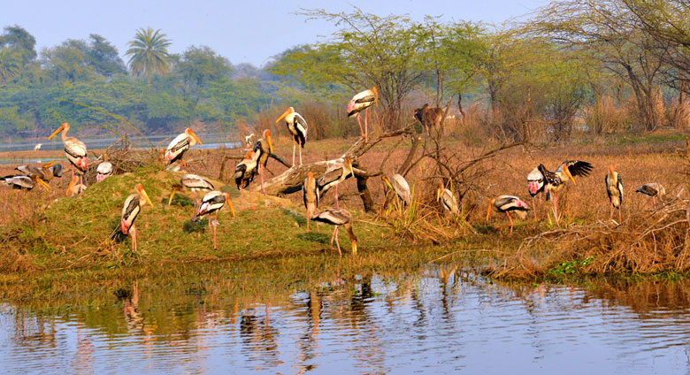 The Beauty Of Wildlife In Rajasthan In Their Natural Habitat - Rajasthan  India Tour Planner