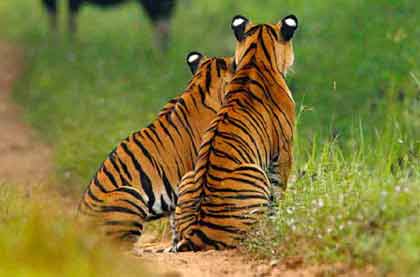 Delhi Wildlife Packages