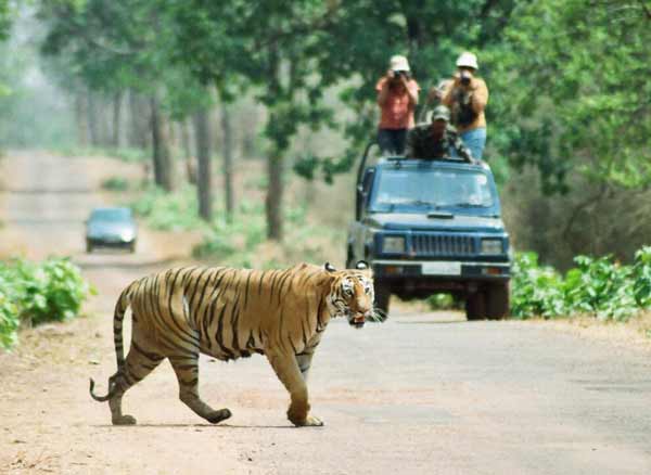 India Wildlife Tours package