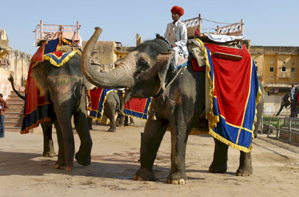Elephant Festival and Golden Triangle Tour