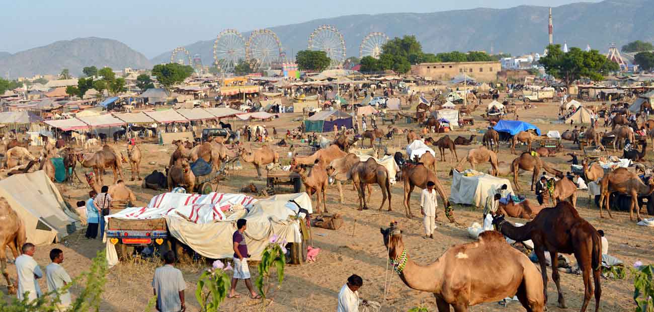 Pushkar Fair Packages