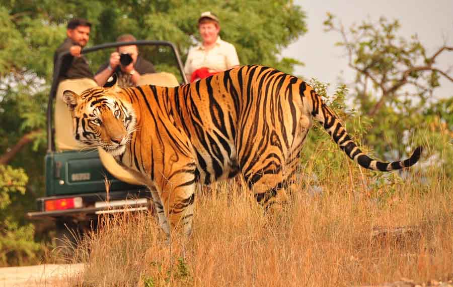 wildlife safari rajasthan