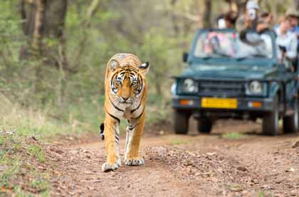 Rajasthan Royal Tiger with Taj Tour