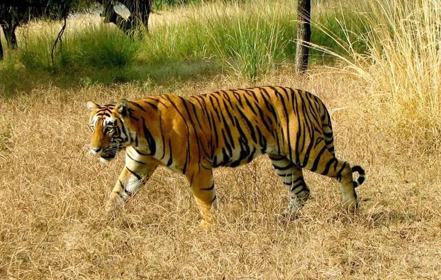 Rajasthan Tiger tour package