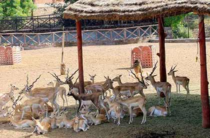 Zoological Garden Jaipur