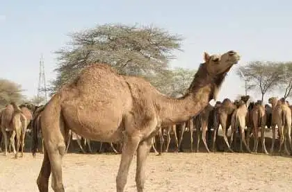 Camel Breeding Farm In Bikaner