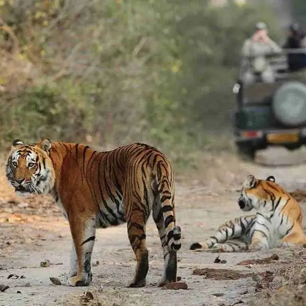 Bandhavgarh Wildlife Tiger Tour Package