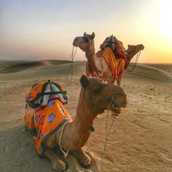 Golden Triangle with Camel Safari Tour Package