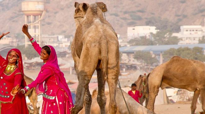 Pushkar Fair 2023 Rajasthan, India