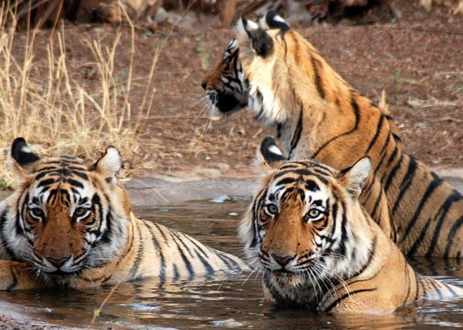 Tour Enjoy With Wildlife Sanctuaries and National Parks of Rajasthan