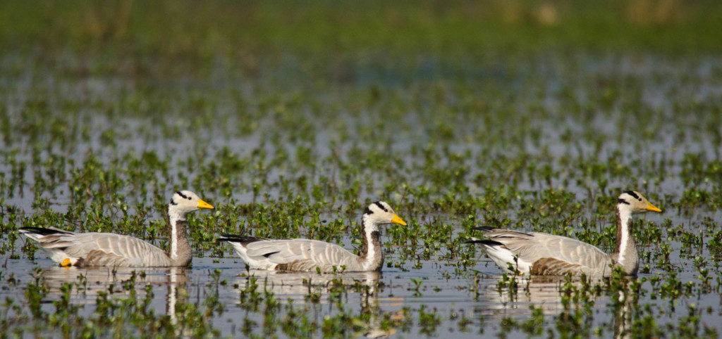 The Jewel of Rajasthan Tourism – Ghana National Park