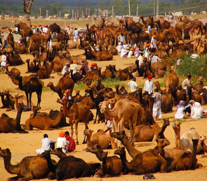 Pushkar Fair – The Legacy of Rajasthan Culture