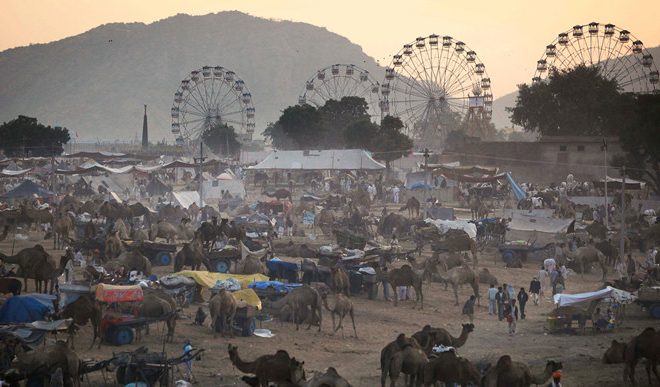 One should never Miss Pushkar Cattle fair and Pushkar Camels