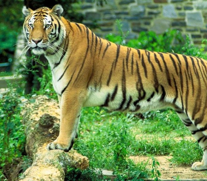 Wildlife Tiger Reserve Sariska