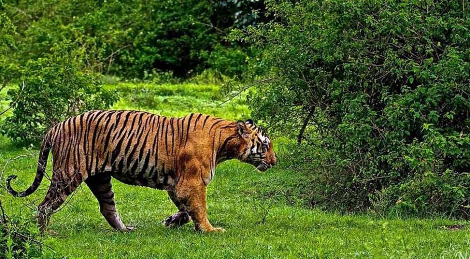 Tiger Travel in Ranthambore National Park