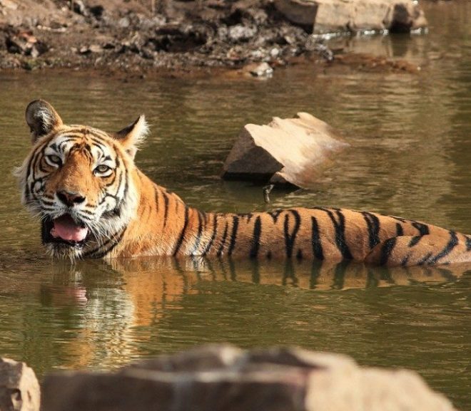 India’s most-photographed tigress ‘Machli’ has died in Ranthambore National Park