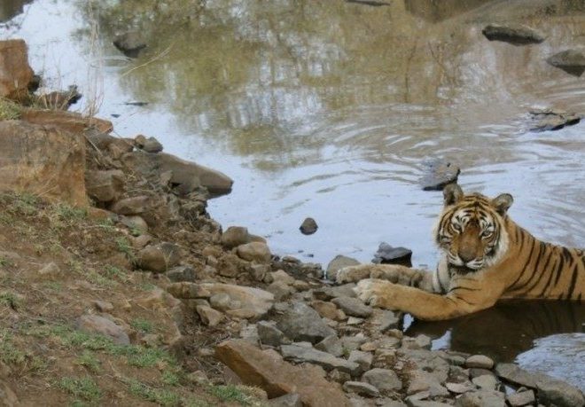 Ranthambore Tiger Reserves in Rajasthan India