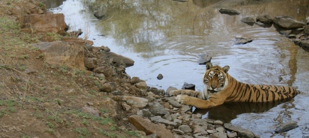 Ranthambore Tiger Reserves in Rajasthan India