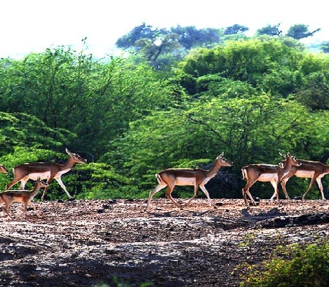 Best Wildlife Tour Attraction In Rajasthan
