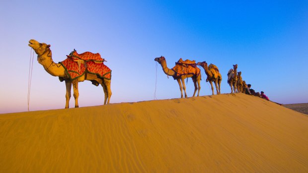 Famous Camel Safari In Rajasthan