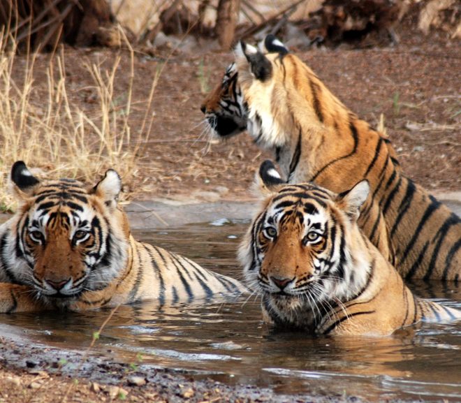 Visit Ranthambore National Park on your trip to Rajasthan