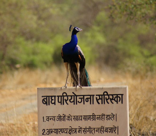 Sariska Wildlife Sanctuary In Rajasthan
