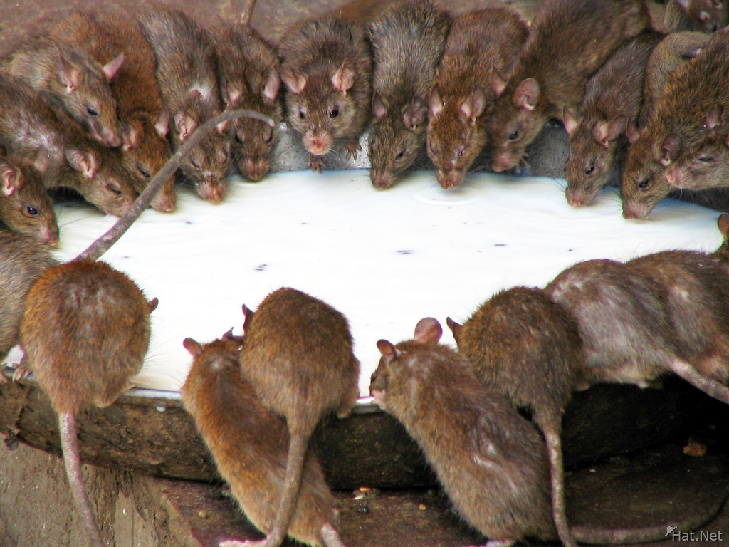 Famous Historical Monuments in Bikaner