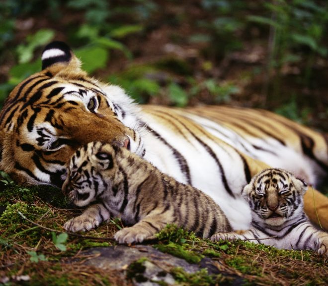 World Famous Wildlife Sanctuaries In Rajasthan