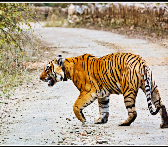 Rajasthan’s Another Major Attraction For Tiger Reserve