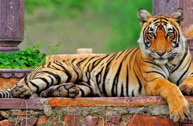 Get Adventurous Tourism With The Tiger Safari Ranthambore