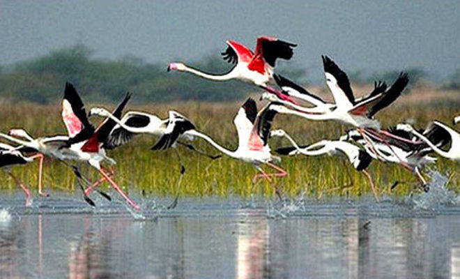 La bellezza della fauna selvatica nel Rajasthan nel loro habitat naturale