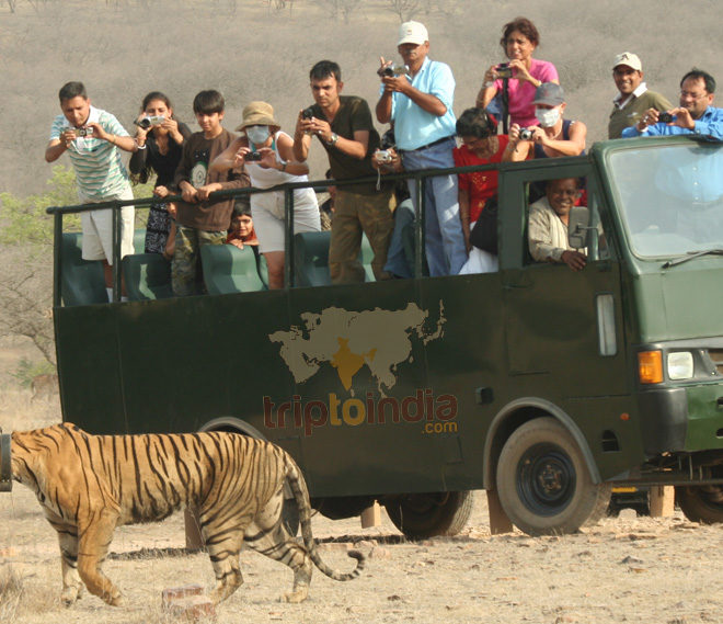 Obtén Turismo Aventurero con The Tiger Safari Ranthambore