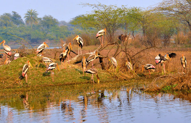 The Beauty Of Wildlife In Rajasthan In Their Natural Habitat