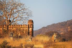 Rajasthan : The Land Of Mharajas Are More Much More Exciting