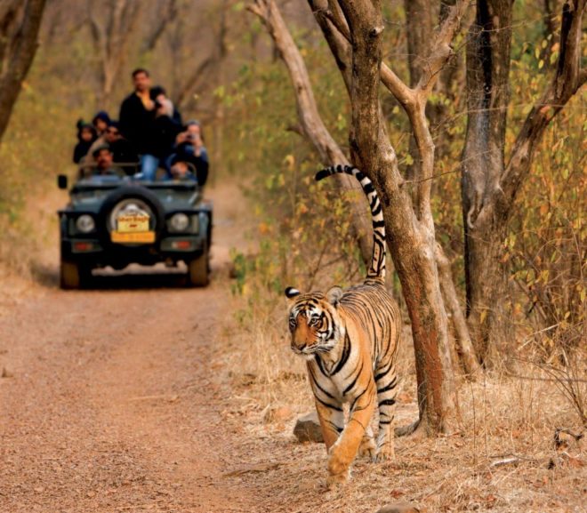 Riserve di tigri nel Rajasthan
