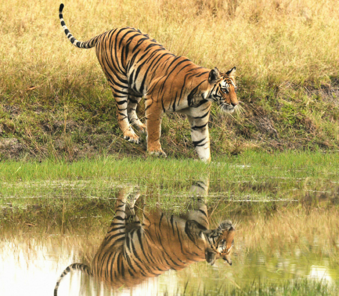 Mystery majestic tour Bhandhavgarh with wildlife  