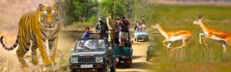 Rajasthan Wildlife Tour Package