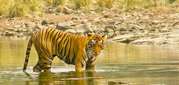 Ranthambore Wildlife Tour Package From Jaipur