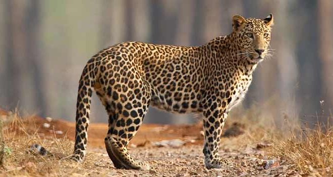 5 Best Leopard Safari Park india
