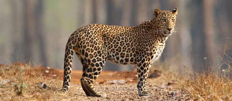 5 Best Leopard Safari Park india