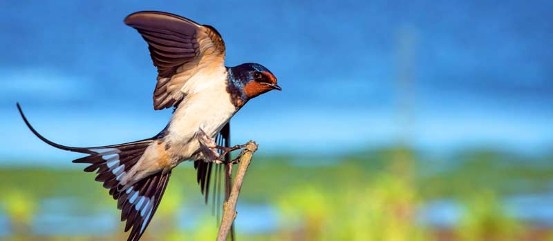 Bird Sanctuaries India