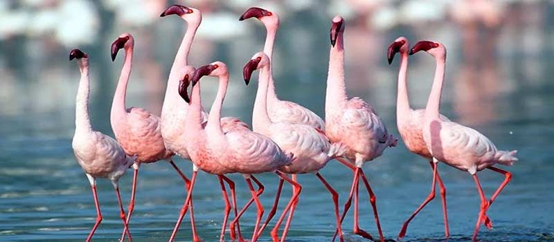 Bird Sanctuaries in India