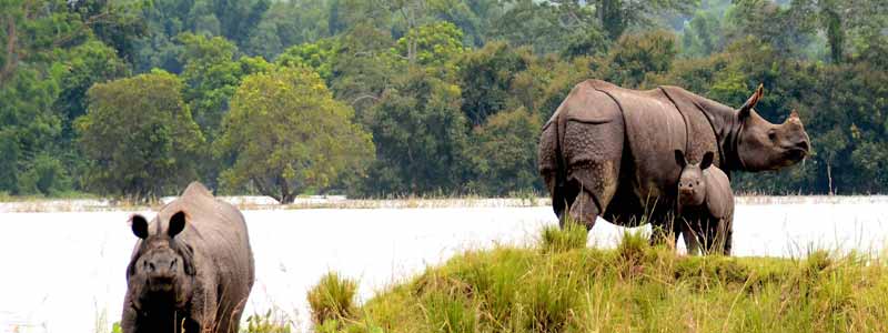 Kaziranga National Park