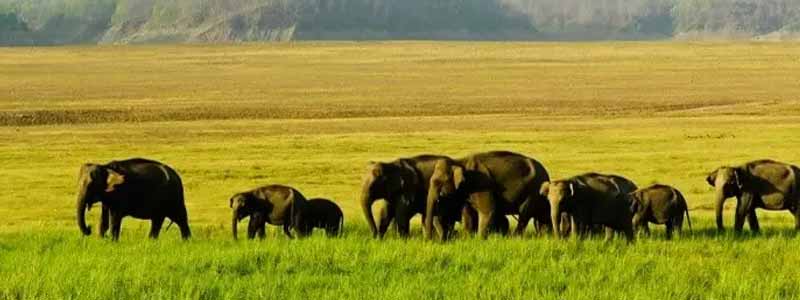 Manas National Park