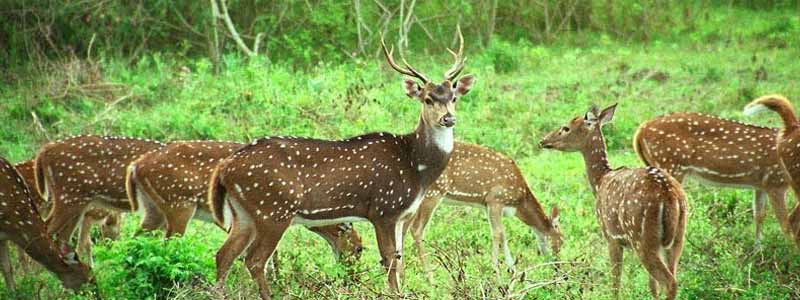 Nanda Devi National Park